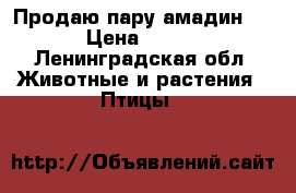 Продаю пару амадин.  › Цена ­ 900 - Ленинградская обл. Животные и растения » Птицы   